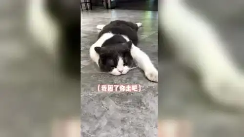 猫咪但凡你争气一点,我至于要天天出来帮你找对象吗