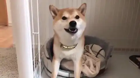 看到主人手里的礼物盒,柴犬高兴得嗷嗷叫拆开后脸色变了快乐行为图鉴情景喜剧最走心的视频的微博视频