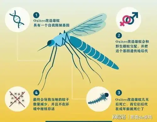 无视23万人反对,美国坚持释放10亿只转基因蚊子,会有哪些隐患