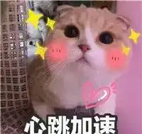 哇终于有猫了,心中百感交集,但感到的幸福胜过了一切