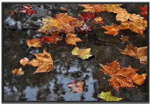 秋雨