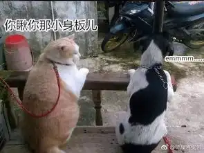 是男人就要上没在怕的
