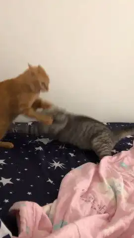 猫咪为争宠大打出手,竟使出无敌猫猫拳,同伴顿时被打懵了