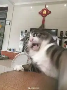 主人逗猫时拍下的照片,果然养猫后表情包都不缺了