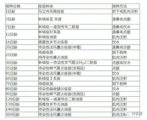 养鸡秘诀鸡的精准免疫程序