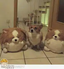 主人你这是在讽刺我么