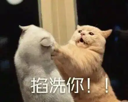 一大波猫咪表情包正在来袭,请接招...