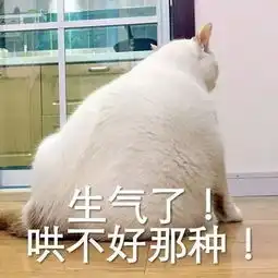 网红猫楼楼表情合集