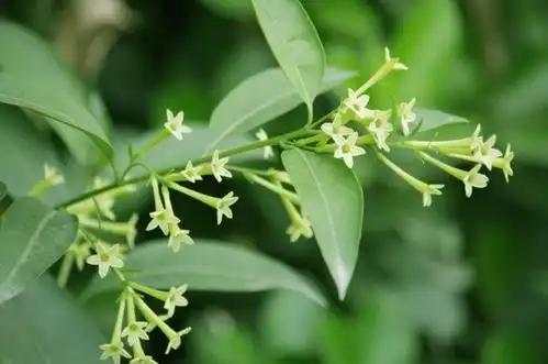 秋蚊子猛如虎8种驱蚊花,卧室客厅都摆上,好养又美观