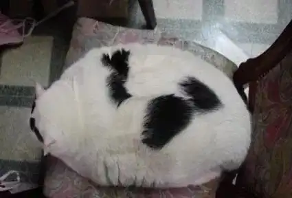 喵牌大抱枕,你想要哪一款