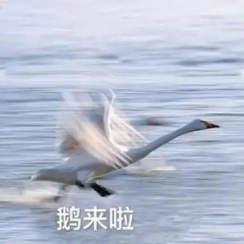 值得一键收藏的彩虹屁文案