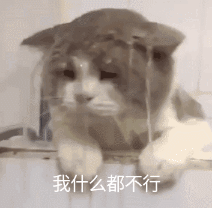 你家猫咪会对什么物质过敏么快排查,有这些情况就要送医