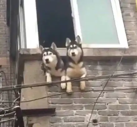 这二哈绝对是纯种的,连墙都给拆了