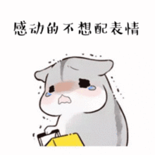 忠诚嘉定一只老猫被弃后独自守店1个多月