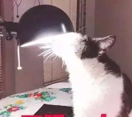 猫猫只是路过表情包偷跑