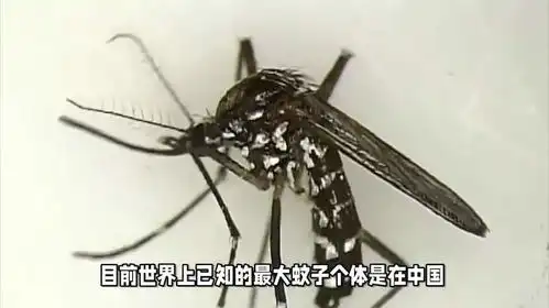 世界上最大的蚊子有多大