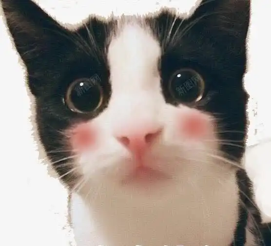 小猫脸红可爱表情设计图片免费下载页面网页平面电商创意素材包粽子素材