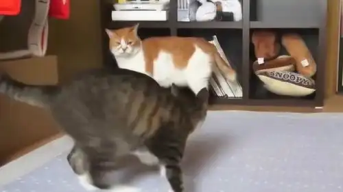 狸花猫心情不好,无辜橘猫只是路过,就被一顿打