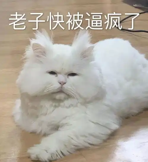 猫咪表情包投降,投降,我投降