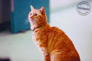 没想到,圈粉的不是惊奇队长,而是有口袋宇宙的橘猫