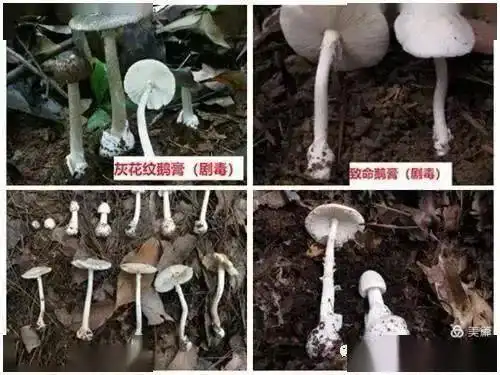 别再吃了都昌一市民食用野生蘑菇险丧命
