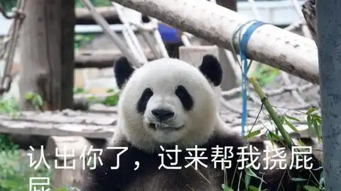 测试一个超长简介的文章