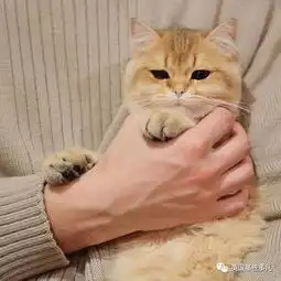 一只自带眼线的橘猫这自带妆感的大眼睛,很妖艳咯