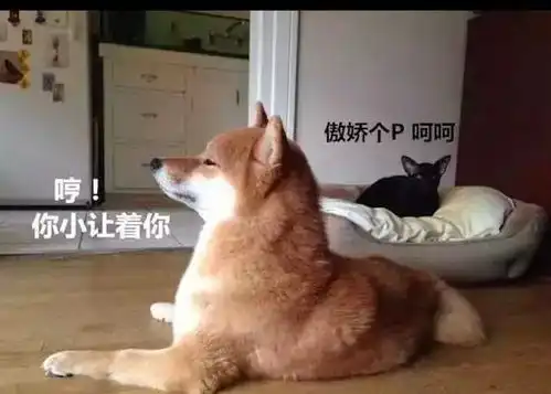 柴犬的狗窝被猫咪抢了,还趴在旁边一脸傲娇表情我那是让着它