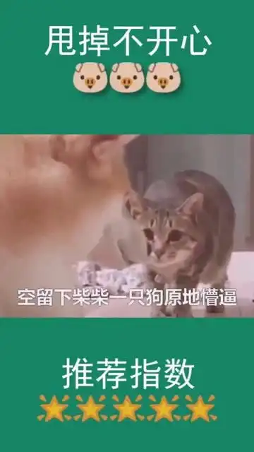 猫咪柴犬君,我只是路过而已,别打我