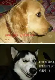 一幅图说明哈士奇和金毛的区别hao123网址导航