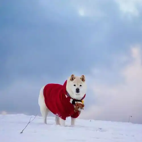 一看就是奶奶养大的狗,硬核柴犬来袭