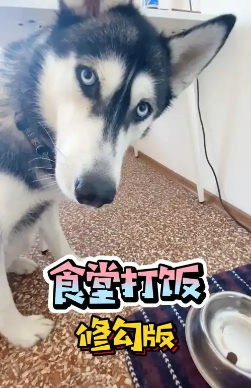 修勾版食堂打饭萌宠搞笑视频今日份可爱萌宠狗狗哈士奇