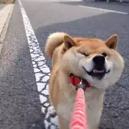 如果减肥时身边有只狗狗陪着也太有爱了吧