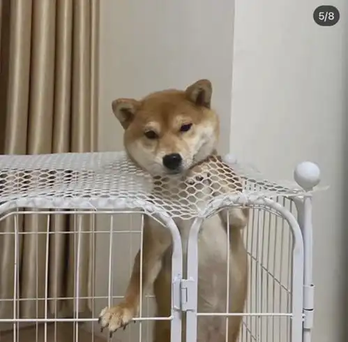 自由让狗狗面目全非柴犬别名日本哈士奇搞笑它是认真的