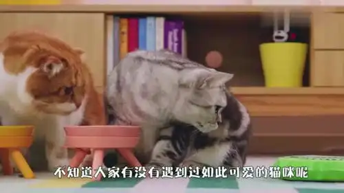 猫咪听到主人放屁,脸上的表情太精彩了,差点笑翻