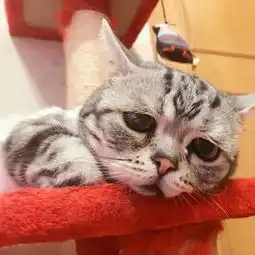 虎斑猫的哀怨眼神,让人好像保护他哦