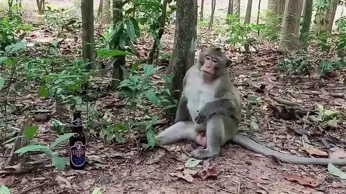 猴子喝下一整瓶酒,接下来憋住憋笑,镜头记录搞笑一幕