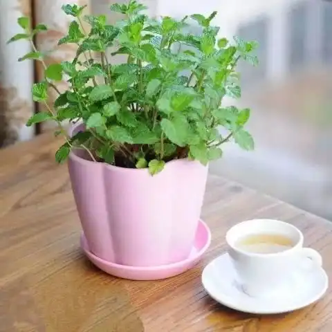 想不到吧这些驱蚊植物比蚊香还灵,有的居然还能吃