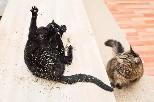 当喵星人遇到猫薄荷