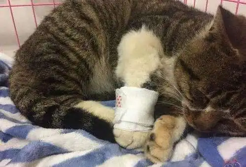 猫咪为何会咕噜咕噜其实它在表达这些事