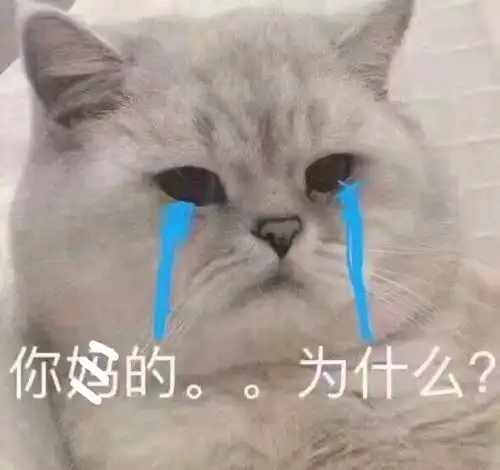 萌宠表情包可爱喵喵投降