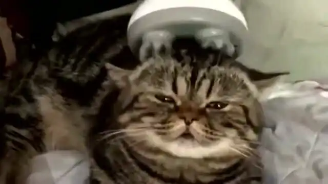 主人买了猫见猫爱的神器,任何猫咪见了都得投降,猫咪表情包上线