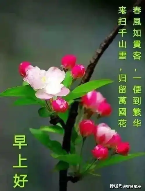 6月16日夏季群发微信早上好最新唯美表情包,好看的早上好祝福语图片带字