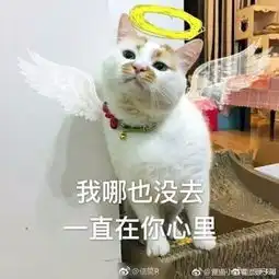 网红猫楼楼去世,很多人可能不知道它的名字,却一定用过它的表情包