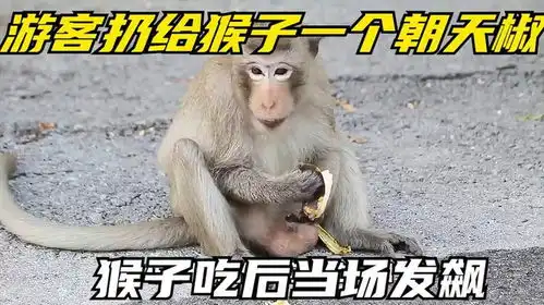 游客扔给猴子一个朝天椒,猴子吃后当场发飙,镜头记录搞笑过程