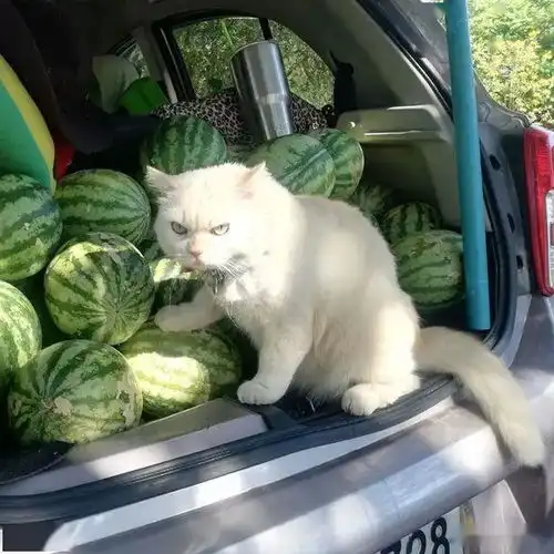 在路边遇到一只卖西瓜的猫老板,想买,但看它表情不太友好