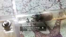 站长养蚁日记2五颜六色的种子工匠收获蚁喂食