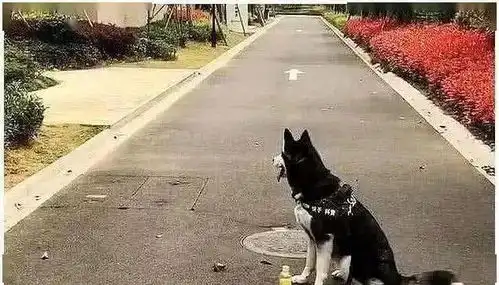 男子着急上厕所,把二哈拴在瓶子上,出来后一看果然是纯种的
