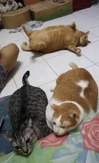 搞笑趣图方法我是学会了,但是好像没这个条件玩呀