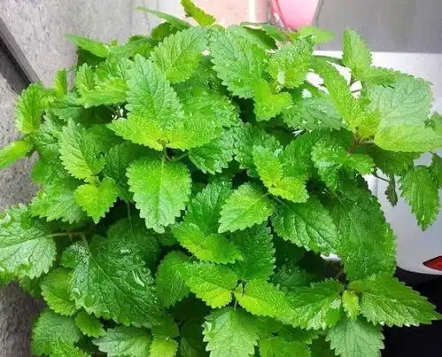 驱蚊植物有哪些这3种,带有花香味,驱蚊效果好,好养易爆盆
